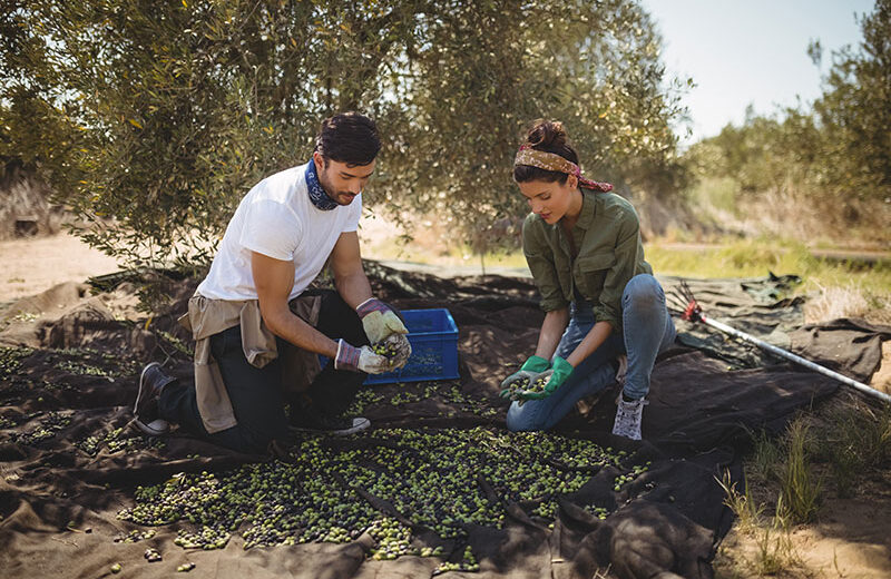 Olive Oil and Honey Tasting