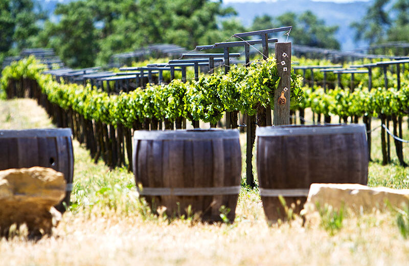 Wine Tasting